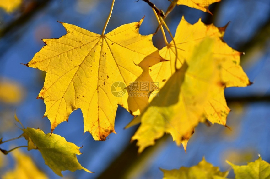 秋时树枝上金黄色落叶图片