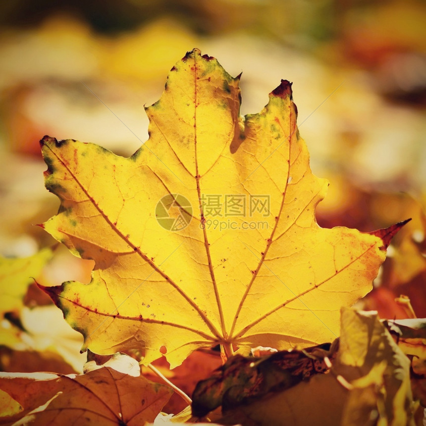 秋时金黄色落叶图片