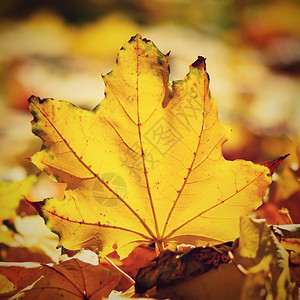 秋时金黄色落叶图片