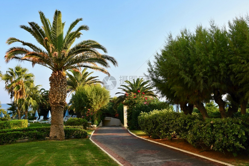 黄色的旅游和度假暑的夏月背景在旅馆度假村种植一棵美丽的棕榈树阳光天图片