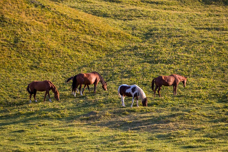 群马在山上喂草农场牧食图片