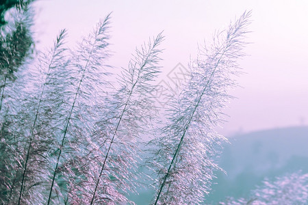 摇动的芦苇土地浪漫的被风摇动草地干背景的地干花粉金子背景