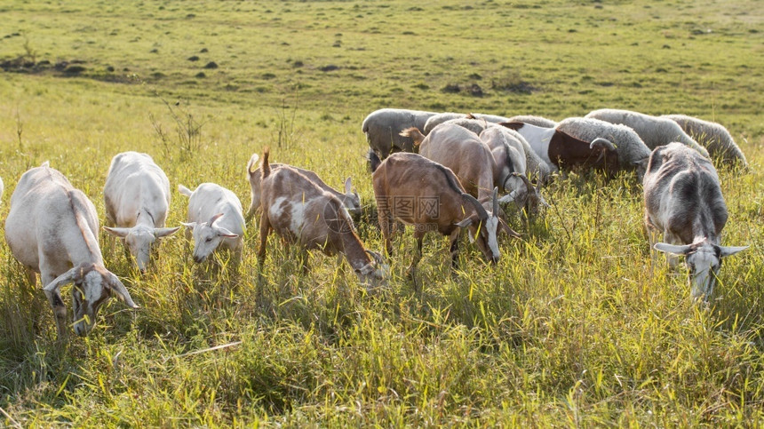 女家畜土地食草的山羊田图片