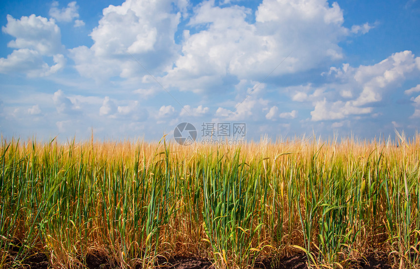 明亮的场地天空成熟小麦的穗在蓝天和白云的映衬下在麦田上的特写小穗收获概念主要关注的是小穗前景成熟小麦的穗图片