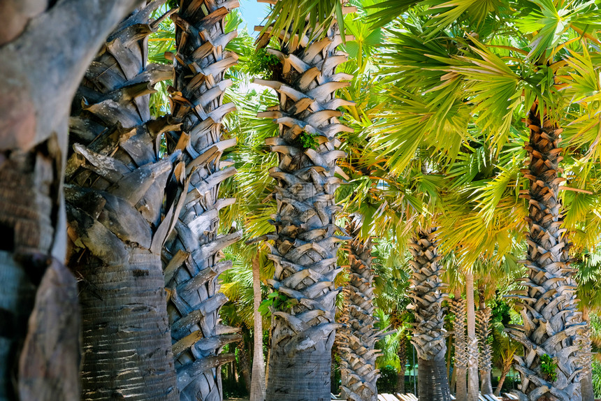 景观棕榈树与美丽的蓝天相对海滩气候图片