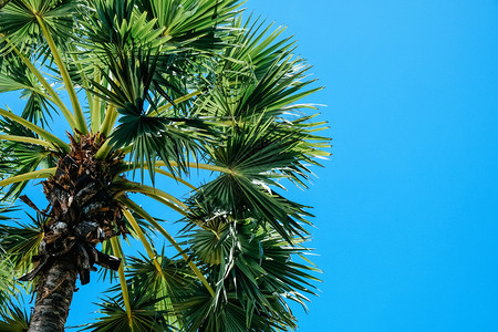 天空目的地棕榈树与美丽的蓝天相对绿色图片