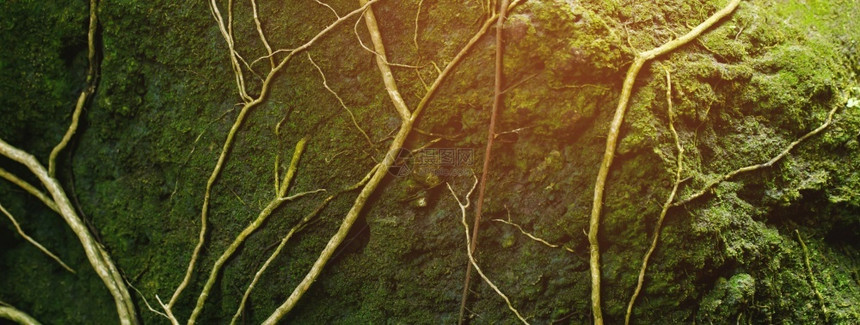 叶子质地长大的美丽明亮绿苔长大后遮盖着粗石头和森林中的地表以宏观景为例岩石充满了壁纸在自然界中的摩斯纹理图片