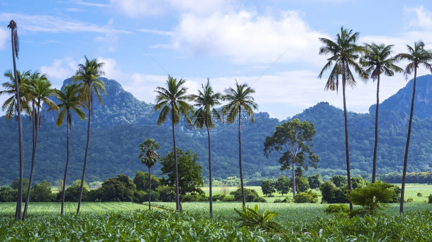 有机玉米田地的许多椰子树和大山蓝天空背景的绿色植物美丽观风景优美树干墙纸观图片