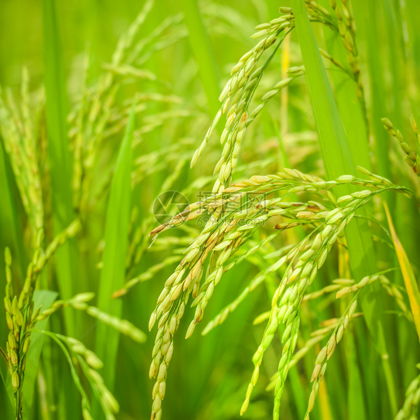 农田和草原的耕背景地和草的背景场种植园收获图片