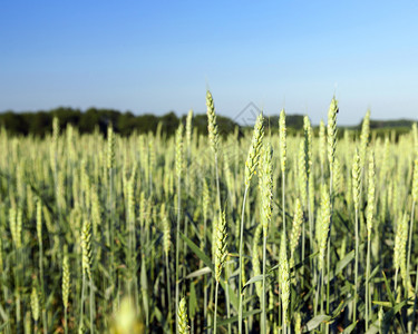 小麦收成照片上一些耳朵紧贴有深一点蓝天在绿色不熟的谷类本底绿色下方蓝天在地深处草背景图片