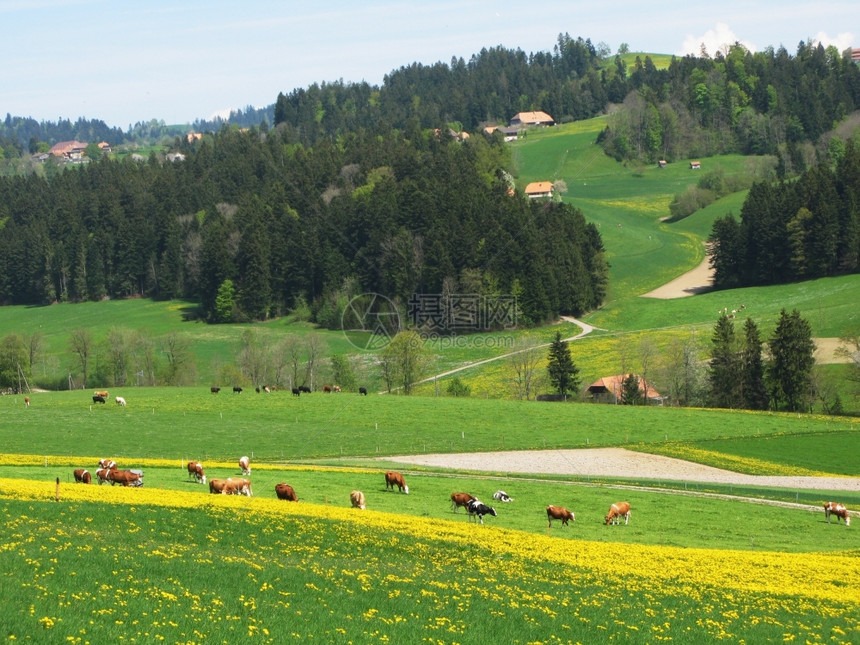 胀瑞士埃门河谷的春泉农场天堂图片