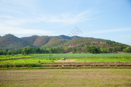 景观树山区附近的农业和山地农民将土划为田用土地绿色图片