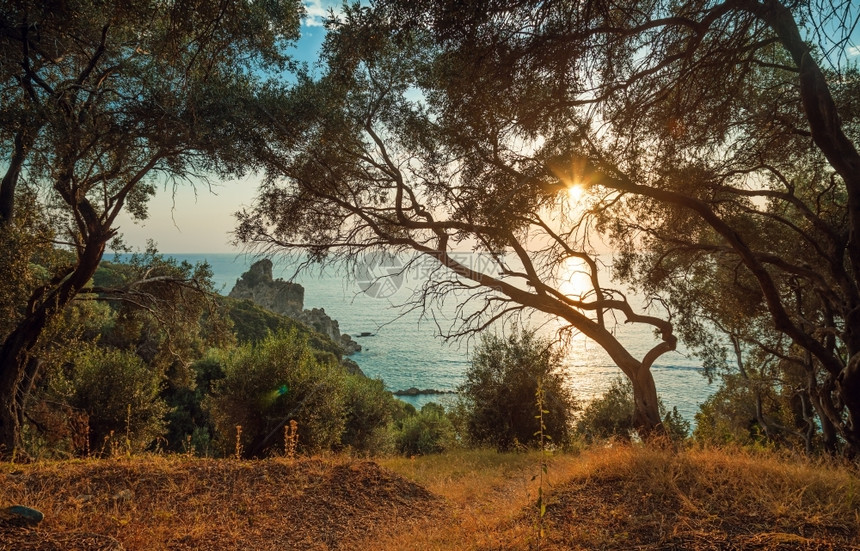栽培的日落前在伊尼海边斜坡上的橄榄树林叶日出图片