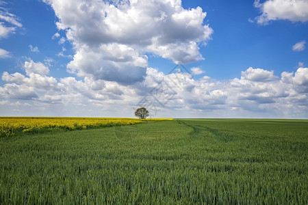 环境户外清楚的绿色小麦田上美丽的农村风景开花的和独树图片