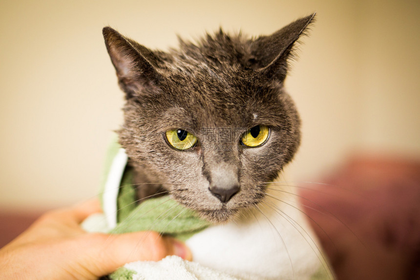生气的在用毛巾包着干净的浴缸后又湿悲伤的猫在用毛巾洗完干净的浴池后小猫肥皂图片