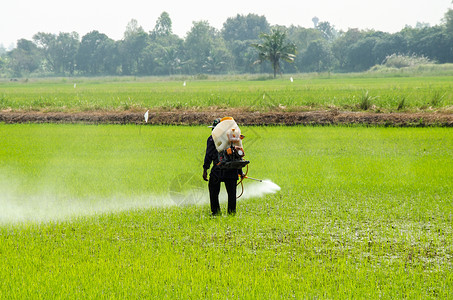 污染喷雾器破坏农民注射杀虫剂以防止稻田的昆虫出现图片