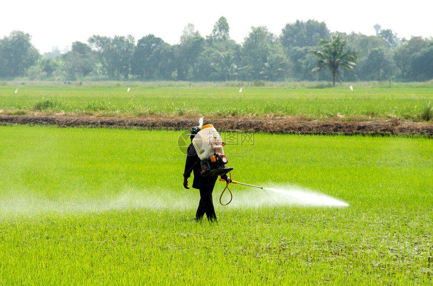 农民注射杀虫剂以防止稻田的昆虫出现植物害庄稼图片