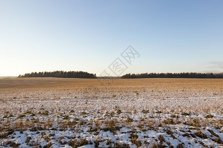 美丽在冬季拍摄的照片近切旧草地雪老绿草大雪栽培的犁图片