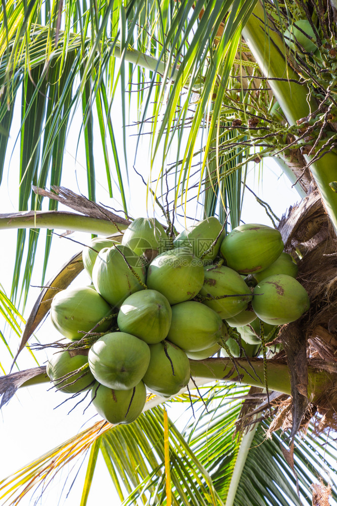 我花园树上新鲜的绿色椰子生长潘皮萨尔出口图片