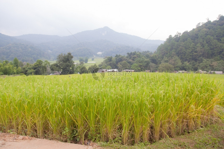 进入农田乡村的探究不同层次山区水稻种植场情况并研究不同的层次图片