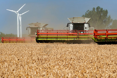 粮食农村有机的两台收割在拖拉上卸玉米图片