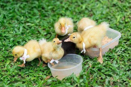 小鸭棕色的有黄鸭子很多可爱的鸭子在草坪上放松关心图片