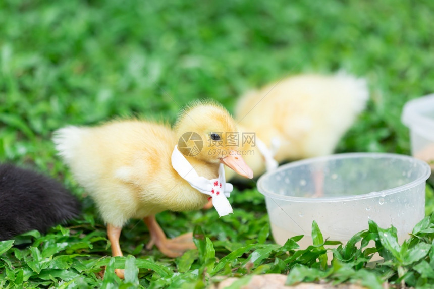 户外有黄色的鸭子很多可爱的鸭子在草坪上放松环境甜的图片