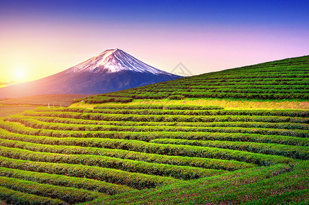 日本绿茶田和藤山青静冈亚洲字段图片
