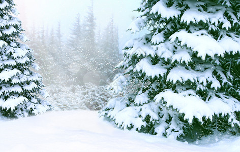 寒冷的冬季森林雪景图片