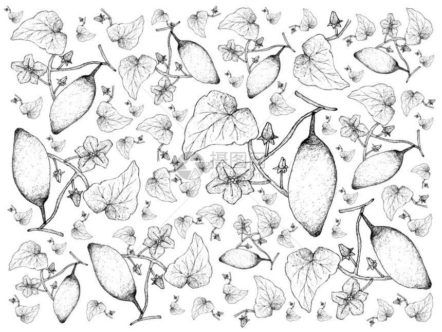 生长蔬菜和Herb白色背景所孤立的手绘鲜新科奇尼亚格朗迪斯或伊维高尔德与Friuts和Blossoms雕刻葫芦图片