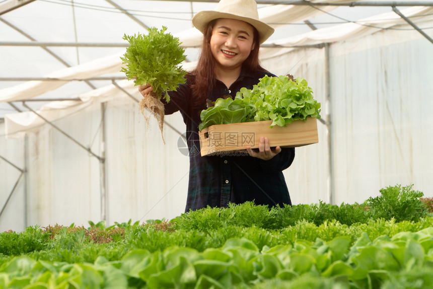种植园亚洲女农民在温室水养植物系统农场收获新鲜沙拉蔬菜的亚洲女农民将新鲜蔬菜和健康食品概念推向市场商业和农工牧场地营养图片