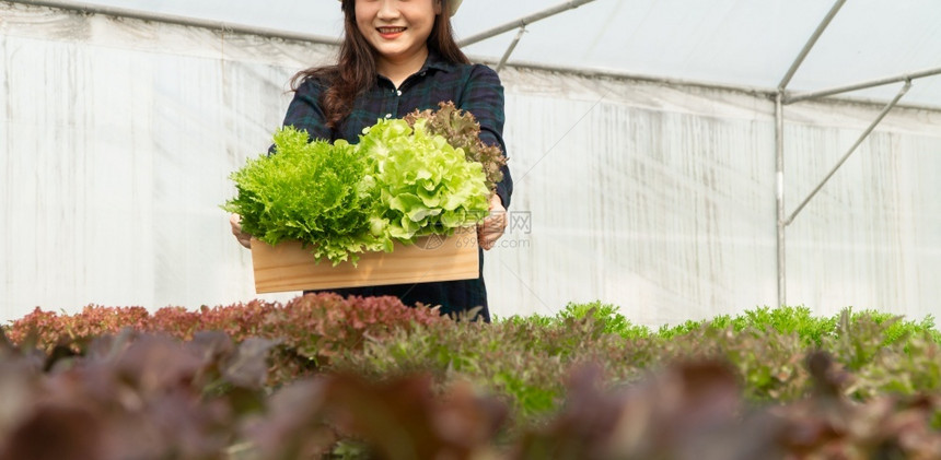 技术亚洲女农民在温室水养植物系统农场收获新鲜沙拉蔬菜的亚洲女农民将新鲜蔬菜和健康食品概念推向市场商业和农工牧叶子工的图片