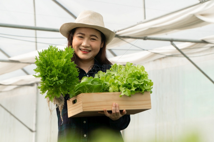 技术盒子亚洲女农民在温室水养植物系统农场收获新鲜沙拉蔬菜的亚洲女农民将新鲜蔬菜和健康食品概念推向市场商业和农工牧新鲜的图片