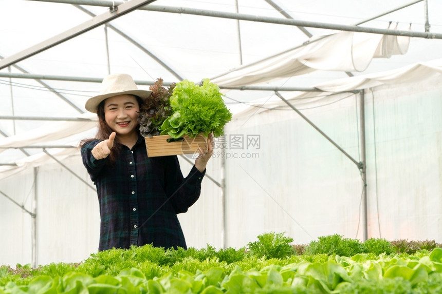 亚洲女农民在温室水养植物系统农场收获新鲜沙拉蔬菜的亚洲女农民将新鲜蔬菜和健康食品概念推向市场商业和农工牧手行新鲜的图片