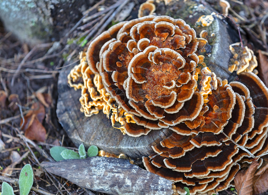 树桩上生长的菌菇图片
