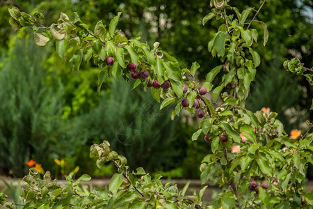水果月雨后树上的蟹苹果树的绿色枝漂亮的蟹苹果特写叶子花园图片