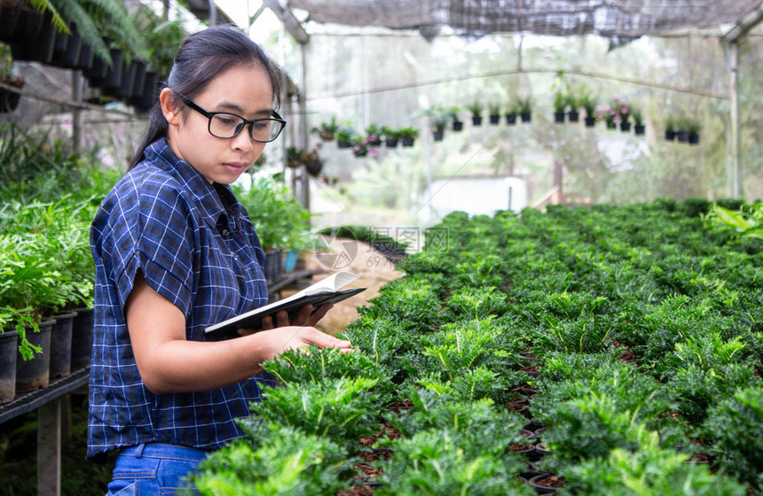 花园一名在温室工作带笔记本的亚裔农民妇女在温室工作的肖像检查农场上越来多的幼苗和温室疾病行业肥料图片