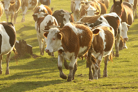 景观环境在日落的阳光下牛群动物们在草地上一整天放牧后回到村子里家图片