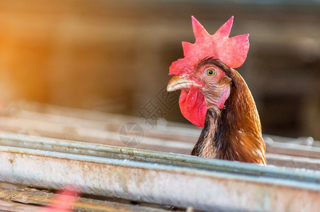 沟通农场关闭笼子鸡业软焦点高ISO标准母鸡和养蛋的机械女图片