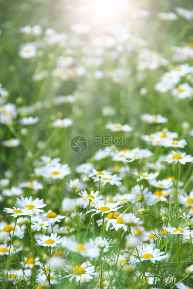 爱阳光明媚的芒中白甘菊花在田野中开夏天香山菊草地朵太阳帽子图片