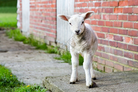 羊跪乳注意力产羔谷仓春季羊站在砖墙附近看着照相机背景