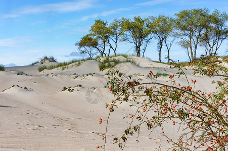 沙丘上的野蔷薇沙丘海边的玫瑰果丛海边的玫瑰果丛植物群新鲜的美丽图片