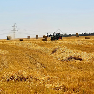 日落土地收割金熟玉米田拖拉机的收割农业械具有工业主题的传统夏季背景茎图片