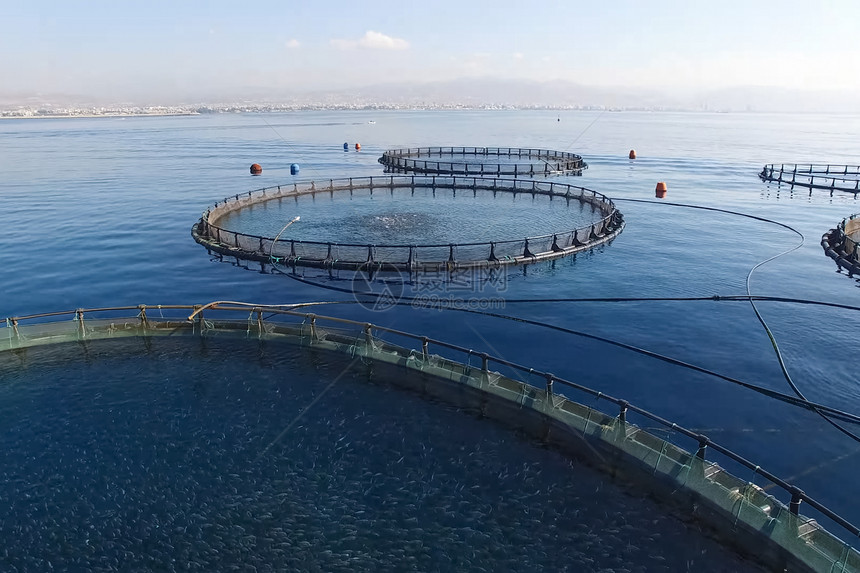 海上养鱼场用圆网围起来海上养鱼场用圆网围起来海岸漂浮的农场图片