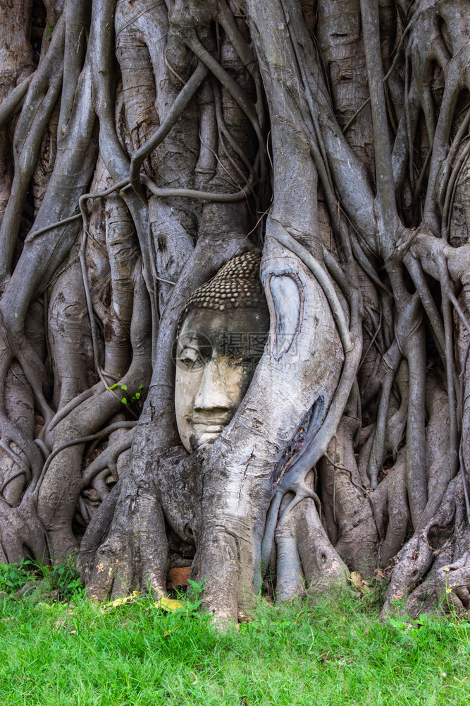 公园僧在泰国的Ayutthaya在WatMaha的博迪树根上佛像头寺庙图片