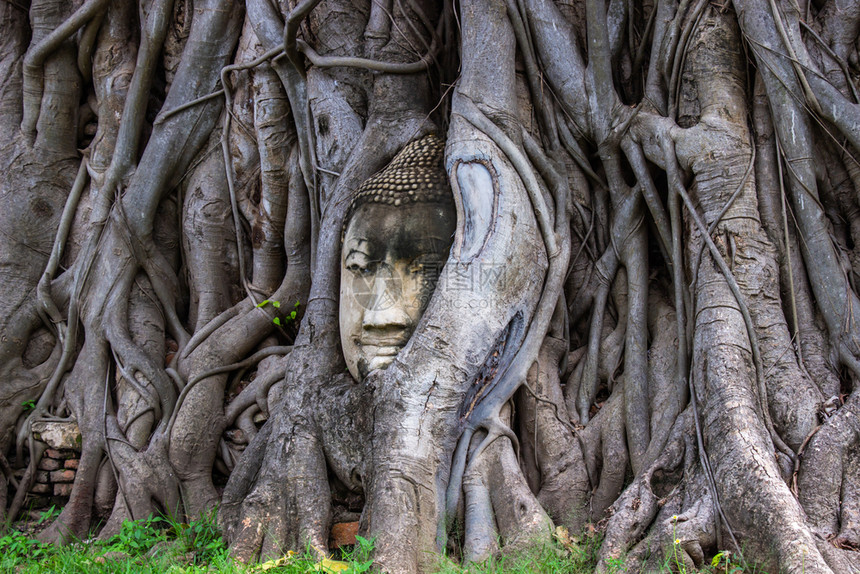地标在泰国的Ayutthaya在WatMaha的博迪树根上佛像头旅游教徒图片