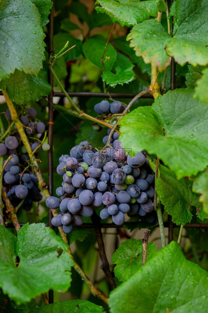 束葡萄藤上的一串蓝色成熟葡萄在花园里种植葡萄藤上的一串蓝色成熟葡萄浆果角度图片