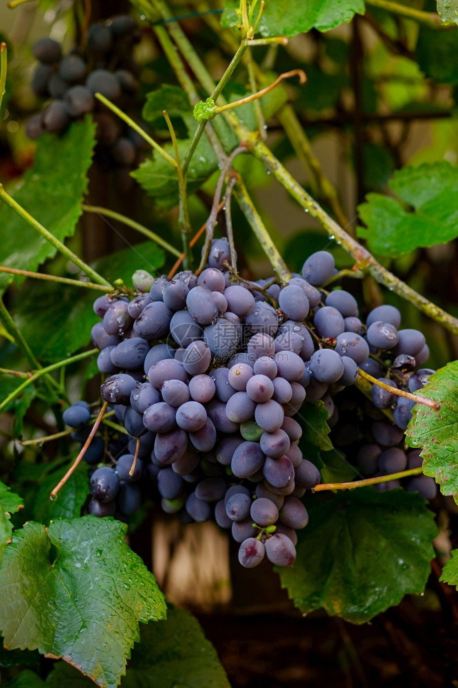 树木一种吃葡萄藤上的一串蓝色成熟葡萄在花园里种植葡萄藤上的一串蓝色成熟葡萄图片