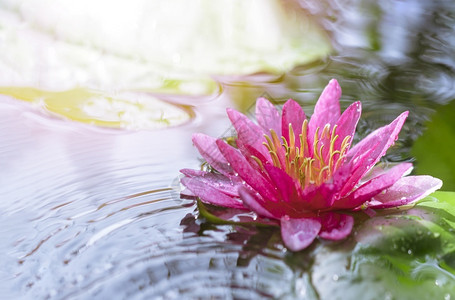 粉色莲花盛开在池塘里图片