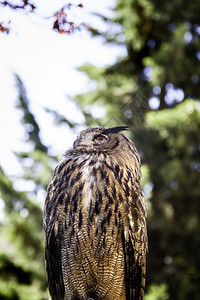 野生动物智慧皇家猫头鹰展示猎物的鸟类力量和大小型鸟类的细节棕色图片